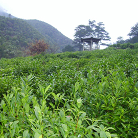 茶園風(fēng)景